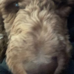 Meet your Posher, Dennis